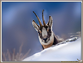 CHAMOIS